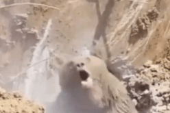 بالصّور والفيديو عمّال يوقظون دبّا بريّا من سباته الشّتوي وهكذا كان ردّ فعله