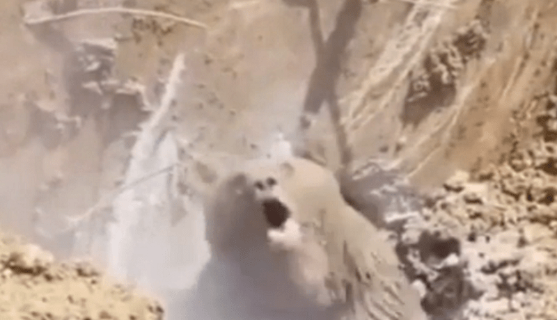 بالصّور والفيديو عمّال يوقظون دبّا بريّا من سباته الشّتوي وهكذا كان ردّ فعله