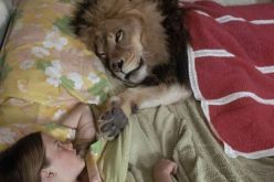 بالصور أسد يعيش وسط عائلة مثل حيوان أليف