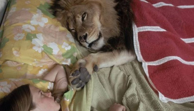 بالصور أسد يعيش وسط عائلة مثل حيوان أليف
