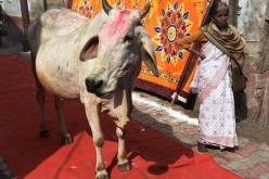 الحبس لحيازة وبيع لحوم الأبقار بولاية هندية