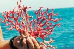 حجز كمية معتبرة من المرجانفي بالطارف