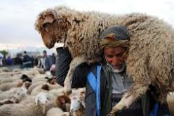 إعادة فتح أسواق الماشية عبر كامل التراب الوطني بصفة تدريجية بدءا من اليوم الجمعة