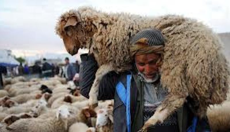 إعادة فتح أسواق الماشية عبر كامل التراب الوطني بصفة تدريجية بدءا من اليوم الجمعة