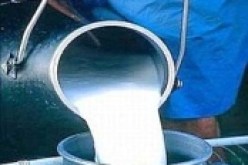 إصابة 8 أشخاص بالحمى المالطية في عين تموشنت لتناولهم حليب بقر غير مبستر