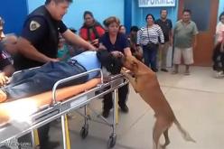 شاهد.. وفاء الكلب حتى في غرفة الطوارئ