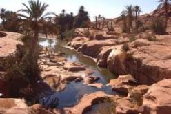 واحات النعامة تواجه خطر الاندثار