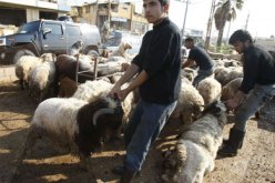 حمى الماعز تنتشر بهولندا