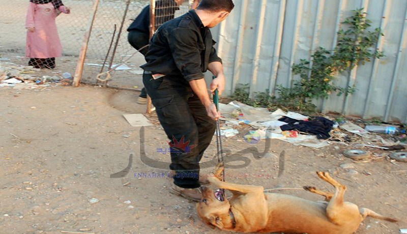 الحكومة تحدّد  تصنيف الحيوانات غير الأليفة 