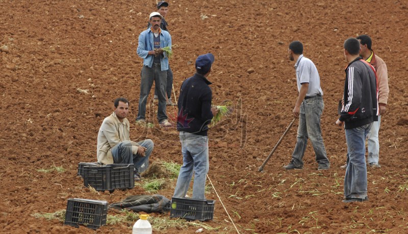 تعويضات تصل إلى 100 ‬مليون لكل فلاح جرِّد من أرضه