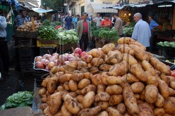 5 آلاف و200 قنطار بطاطا لم تجن بعد  والسبب الأحوال الجوية