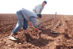 وزيـر الفلاحة‮ ‬يتسبّب في‮ ‬أزمة بطاطــا