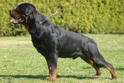 زوخ يمنع تربية كلاب رود فايلر دوبرمان وبيتبول