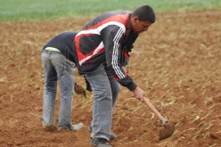 800 ألف فلاح من دون عقود امتياز