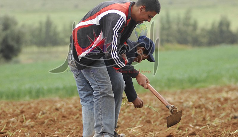 تأمينات للفلاحين بـالفاسيلتي ومخفضة بـ50 %