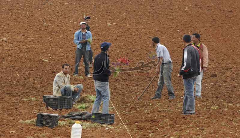 الحرث والأسمدة والبذور باطل لكل فلاح تضرر من الجفاف