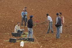 إعفاء الفلاحين المُتضرّرين من الحرائق من تسديد دُيونهم