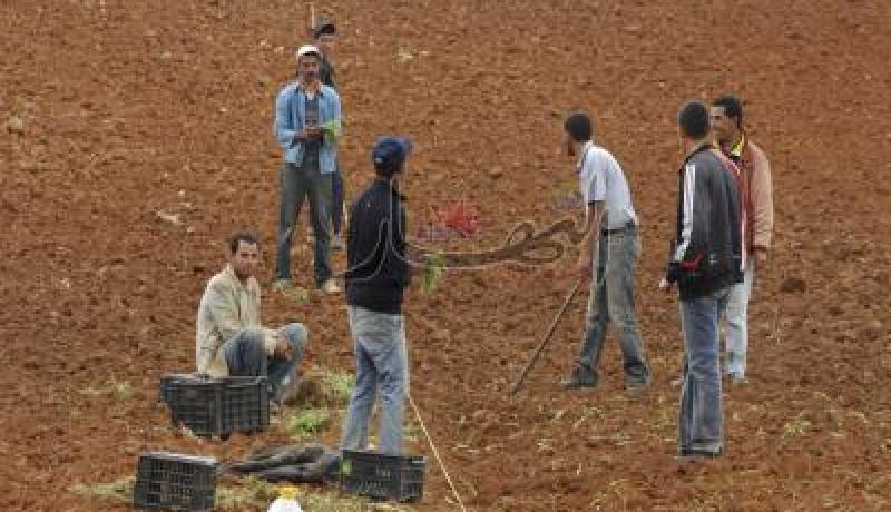 عُقود عمل دائمة لعشرات الآلاف من موظفي المزارع النموذجية