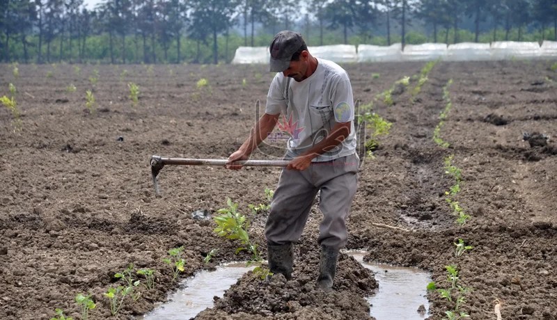 السّجن لكلّ فلاح وحجز تجهيزاته في حال استغلال مياه المجاري في السقي