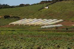 200 هكتار لكل شاب يرغـب في الاستثمار الفلاحي