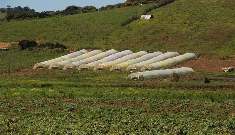 200 هكتار لكل شاب يرغـب في الاستثمار الفلاحي