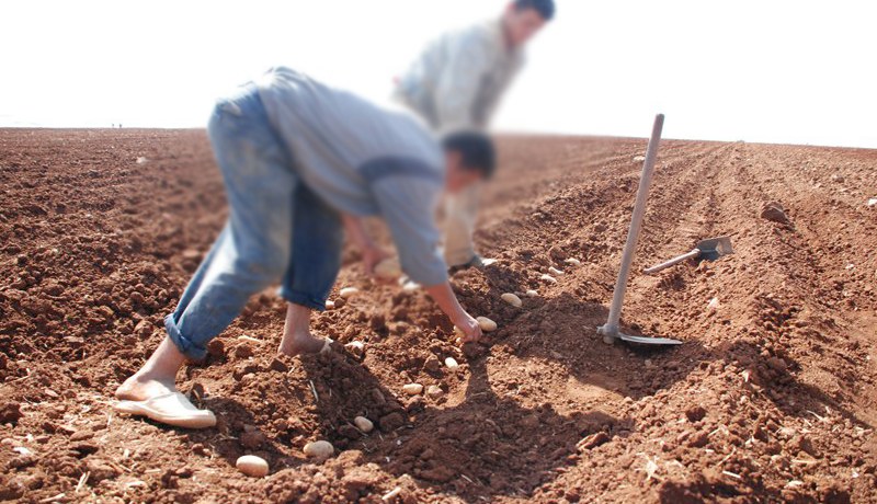 تحويل أراضي الوقـف المستغلة بالامتياز إلى الإيجار