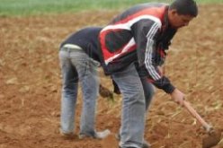تأجير الأراضي الفلاحية الوقفية للفلاحين للاستثمار فيها