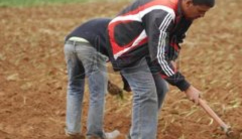 تأجير الأراضي الفلاحية الوقفية للفلاحين للاستثمار فيها