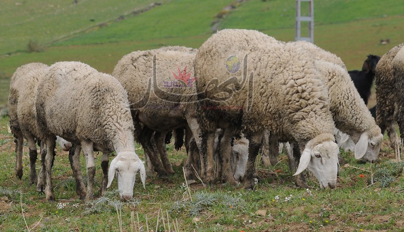 الكبش بمليونين ونصف.. عَيّدْ يا ڤلّيل