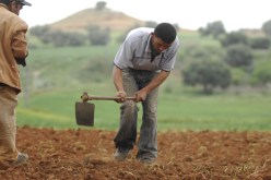 تقاعد تكميلي للفلاحين مقابل 2000 دينار اشـتراك شهـــري