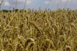 تسليم أكثر من 53 ألف قنطار من الحبوب لتعاونيات الحبوب و البقول الجافة بالشلف