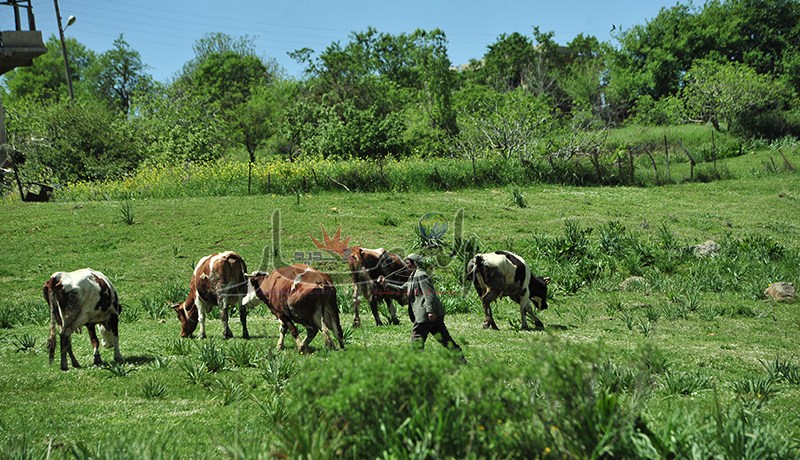 حجز3 بقرات و 5 الاف لتر من البنزين معدة للتهريب شرق البلاد