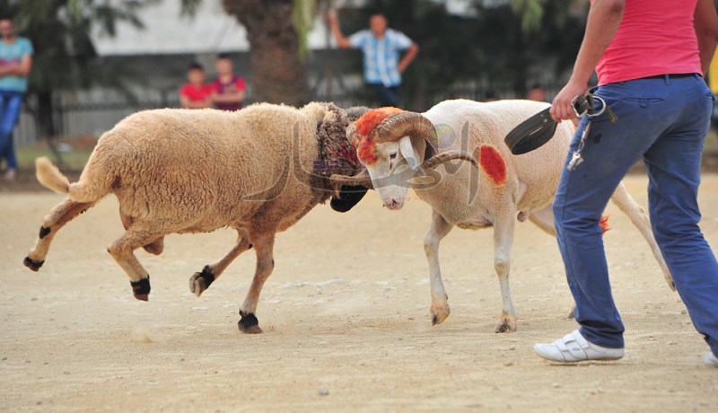 الجنرال يهزم بويكا ويرتقي إلى رتبة 30 حجرة