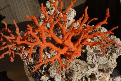 الترخيص باصطياد المرجان بداية من أفريل المقبل