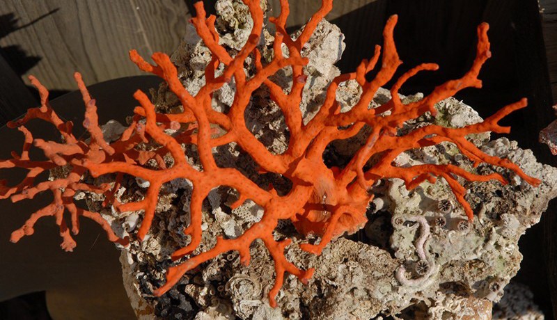 الترخيص باصطياد المرجان بداية من أفريل المقبل