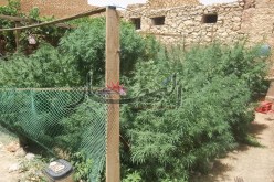 فلاحون‮ ‬يحوّلون أراضيهم إلى مزارع مخدرات في‮ 6 ‬ولايات