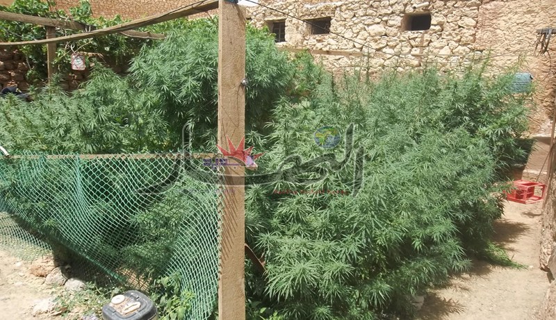 فلاحون‮ ‬يحوّلون أراضيهم إلى مزارع مخدرات في‮ 6 ‬ولايات