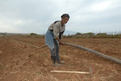 96 ٪ من المنتوج الفلاحي لهذه السنة مهدد بالتلف بسبب الجفاف