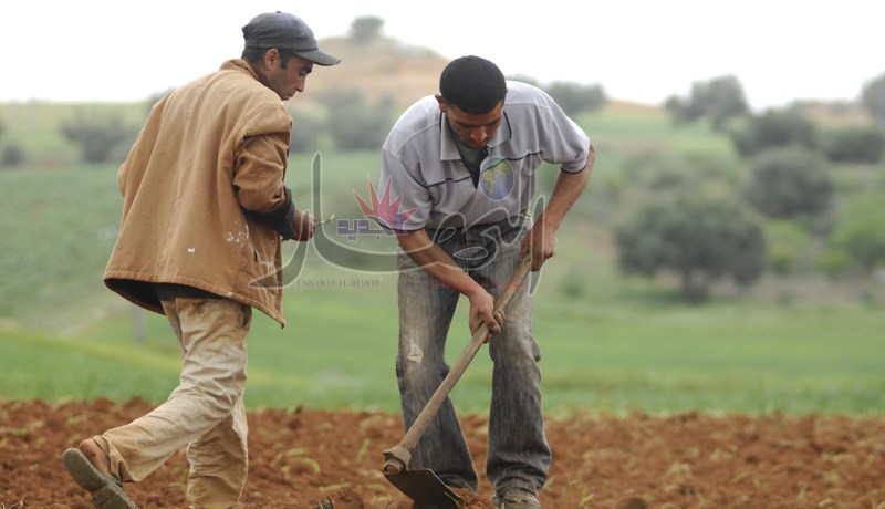 قروض وتسهيلات جديدة للفلاحين أصحاب عقود الإمتياز قريبا