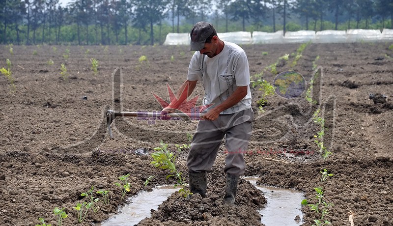 توظيف 10 آلاف جامعي للتحقيق مع 900 ألف فلاح