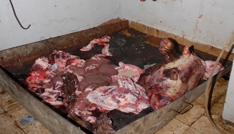 اكتشاف مذبح سري لتسويق لحوم الجيفة في تلمسان