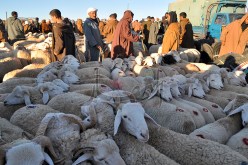 إعادة فتح أسواق الماشية قريبا