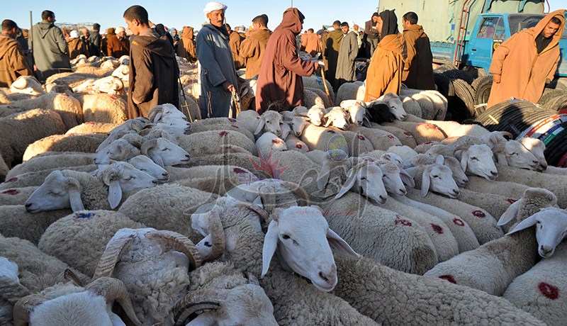إعادة فتح أسواق الماشية قريبا