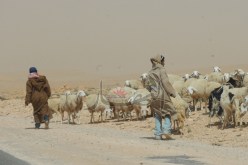 تفكيك شبكة لتهريب الماشية المغربية نحو الجزائر بسيدي الجيلالي في تلمسان