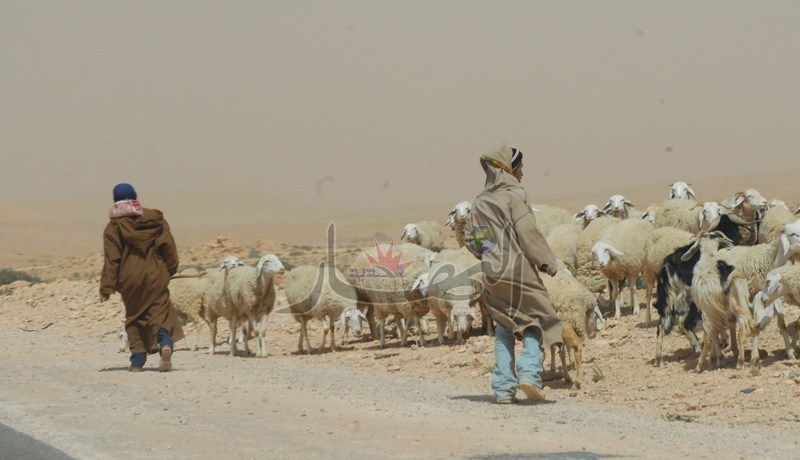 تفكيك شبكة لتهريب الماشية المغربية نحو الجزائر بسيدي الجيلالي في تلمسان