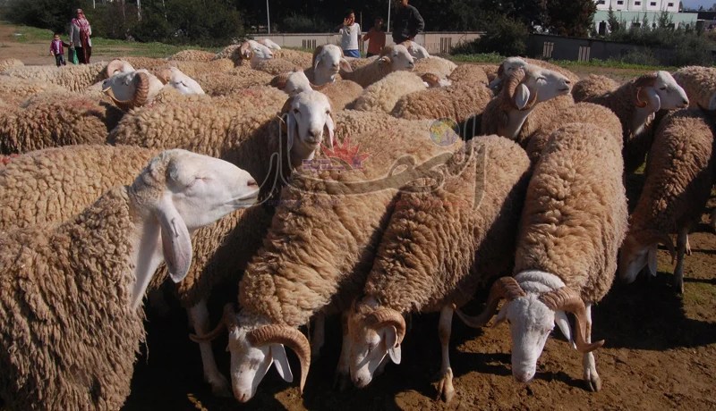 كباش بوزن 55 كلغ مقابل 5 ملايين ابتداء من الغد