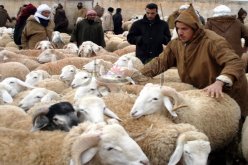 الأضاحي.. من 25 ألفا إلى 10 ملايين سنتيم!