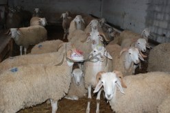 إحباط تهريب 320 رأس شاة مغربية بسيدي الجيلالي في تلمسان