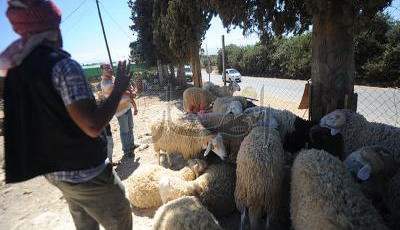 9 آلاف بيطــري للـــوقـــوف على سلامـــة الأضـــاحي في العيـــد