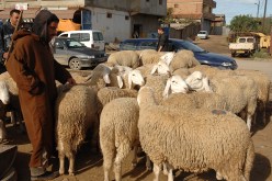 حملة مراقبة طبية للأغنام بالأسواق خوفا من عدوى مرض الجذري في البويرة